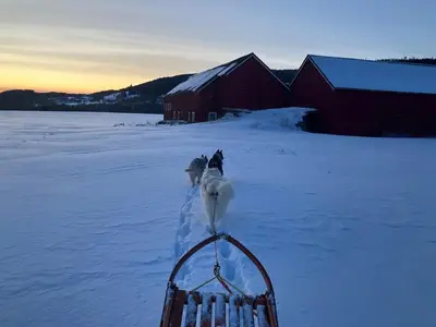 two dogs walking in the snow near a building at Gårdsleilighet in Verdal