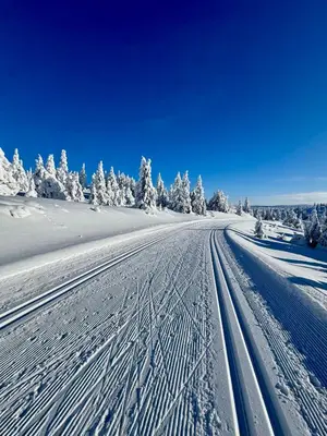 a road covered in snow with trees in the background at Pellestova - Hafjell in Øyer