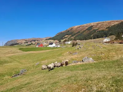 a herd of sheep walking on a grassy hill at Restored Farmhouse By The Sea In Kvalheim in Raudeberg
