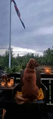 a dog sitting in a chair looking out the window at Family Cabin With Firepit At Søndre Fjellstølen in Reinli