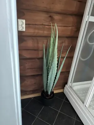 a cactus in a pot next to a wall at Peaceful cabin with secluded location in Ål