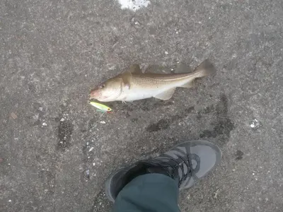 a dead fish on the ground next to a person at The top half of a house with sea view in Steinkjer