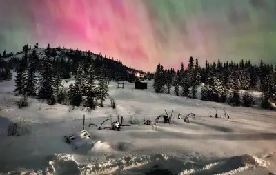 a group of animals in the snow with trees at Nice Home In Gol With Sauna in Gol