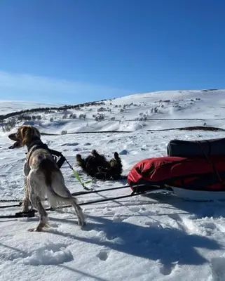 a dog standing on skis in the snow next to a sled at Mountain Cabin With Great Ski Terrain in Vingelen