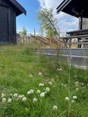 a field of grass with white flowers in front of a building at Modernized Log Cabin At Ljøsheim in Sjusjøen