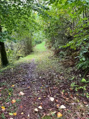 a path in the woods with leaves on the ground at 2 bedroom apartment with beautiful view in Sauda