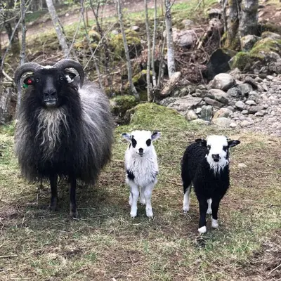 a group of three sheep standing in a field at Strand farm, sea view and boat rental in Averoy