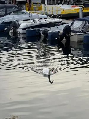 a bird swimming in the water next to boats at Askvik Marina Lägenhet i småbåtshamn med havsutsikt