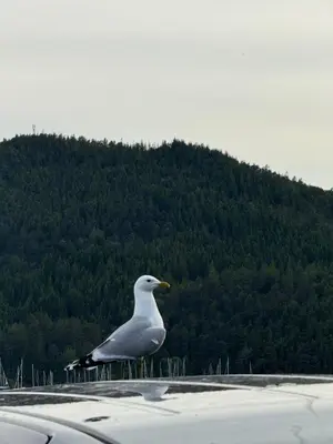a seagull standing on the hood of a car at Askvik Marina Lägenhet i småbåtshamn med havsutsikt