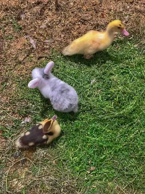 three baby ducks are sitting in the grass at Det vesle huset på Lysåker in Nord-Fron