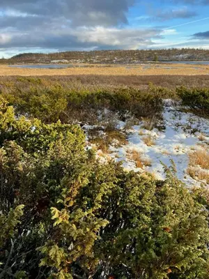 a field with bushes and snow on the ground at Newly Built Log Cabin Near Hardangervidda in Geilo