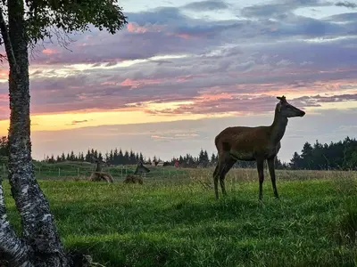 a deer standing in a field near a tree at Charming Farm Stay On Averøy Island in Averoy