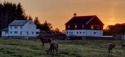 a group of animals grazing in a field with a barn at Charming Farm Stay On Averøy Island in Averoy