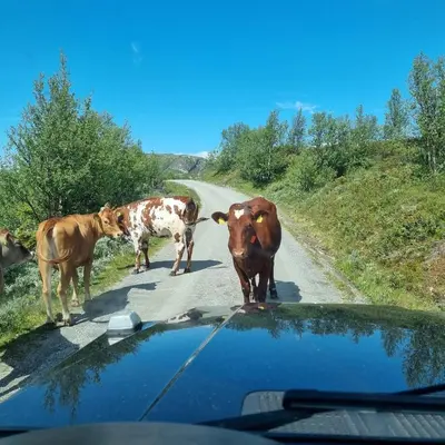 a group of cows walking down a road with a car at Rent your own Boutiqe hotel in Skammestein
