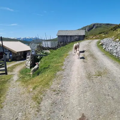 a couple of animals walking down a dirt road at Rent your own Boutiqe hotel in Skammestein