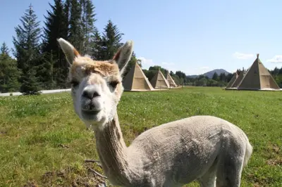 a llama standing in a field with tents in the background at Alpakkaparken Glamping med parktilgang