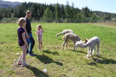 a man and children standing in a field with sheep at Alpakkaparken Glamping med parktilgang