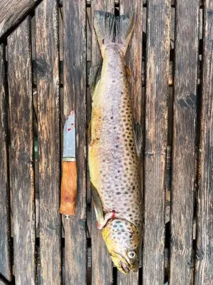 a fish sitting on top of a wooden fence at Øyungen 2 in Namsos