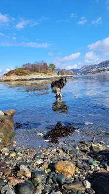 a dog standing in the water on a beach at Holiday home Hemnskjel in Hitra
