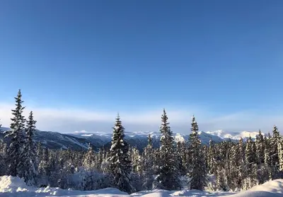 a group of trees in the snow on a mountain at Modern and cozy cabin near ski slopes in Beitostøl