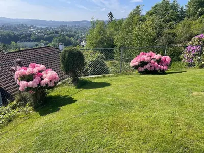 two pink flowers in a yard with a fence at Flott leilighet med nydelig utsikt i et stille og rolig boligområde in Bergen