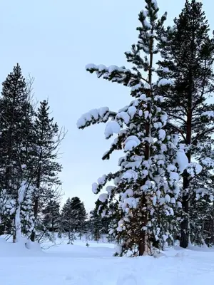 Gallery image of Modern Ski-In Retreat in Rennebu