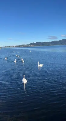 a group of swans swimming in a large body of water at Large house by the sea in Bergen