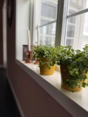 three potted plants sitting on a window sill with candles at Huset i den lykkelige gaten in Elverum