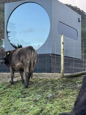a cow standing in the grass near a fence at Langelandsvik Gard Birdbox