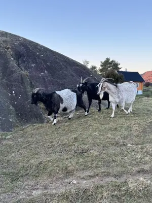 three goats are running on a hill in a field at Langelandsvik Gard Birdbox