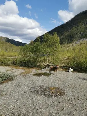 a dog and a cat sitting in a field at Botn Fjellstue in Botn