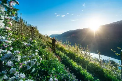 a person standing on a hill with the sun in the background at Central Stay Odda in Odda