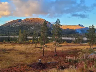 a field with trees and a mountain in the background at Kilodden, Lakeside Mountain Cabin with Stunning Views in Tuddal