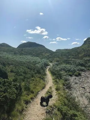 a dog standing on a dirt road in the mountains at Cabin With Sauna By Ski Trails In Skeikampen in Svingvoll
