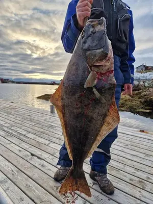 a person holding a large fish on a dock at Mausund- Øyperla i havet! Egen båtplass ved hytta! in Frøya