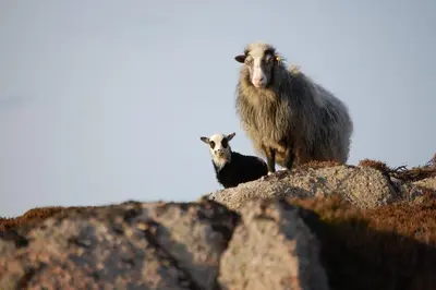 two sheep standing on top of a rock at Mausund- Øyperla i havet! Egen båtplass ved hytta! in Frøya
