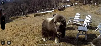 a yak standing in a field next to two chairs at Live in the realm of the musk oxen on Dovrefjell in Hjerkinn