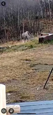a horse in a field with a horse in the background at Live in the realm of the musk oxen on Dovrefjell in Hjerkinn