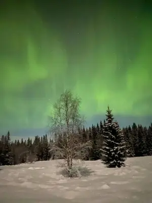 a tree in the snow with a green sky at Log Cabin With 360-Degree Views Near Trysil in Trysil
