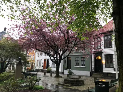 a tree with pink flowers on it in front of buildings at City apartment in Bergen in Bergen