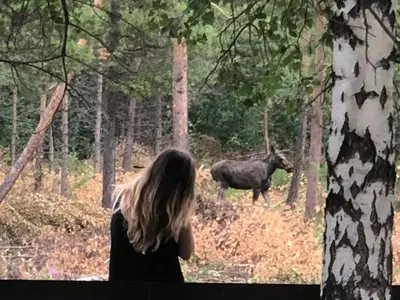 a woman looking at a horse in the woods at Furuly Camping in Nordberg