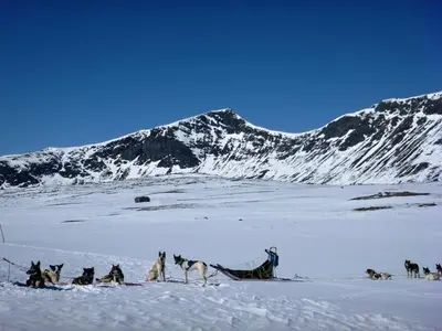 a group of dogs in the snow in front of a mountain at Sjodalen Hyttetun og Camping in Stuttgongfossen