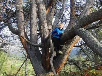 a young girl is sitting on a tree branch at Strind Gard, Visdalssetra in Boverdalen