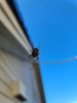 a spider on the window of a house at Ropeid Villa Fjordferie in Ropeid