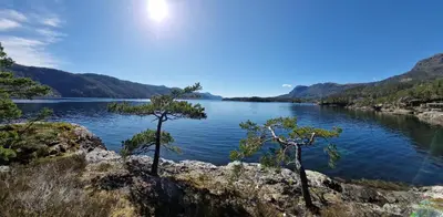 two trees on the shore of a lake at Ropeid Villa Fjordferie in Ropeid