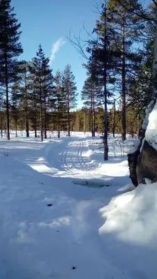 a field covered in snow with trees in the background at Sæteråsen Hytter & Camping Trysil in Trysil