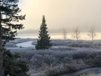 a christmas tree in a field with a river at Haglebu Turistheim in Haglebu