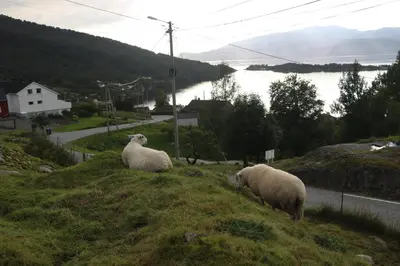 two sheep standing on top of a grassy hill at Hardanger Rom & Harmonium 