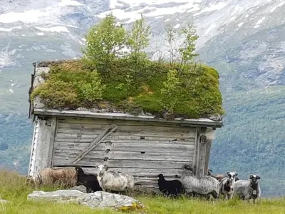 a group of sheep standing in front of a cabin at Voss Interlake - Villa in Skulestadmo