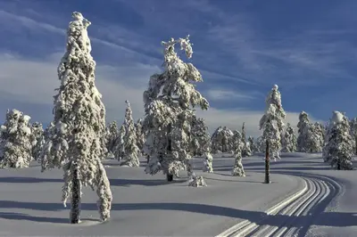 a snow covered forest with snow covered trees and a road at Tyrifjord Hotell in Vikersund
